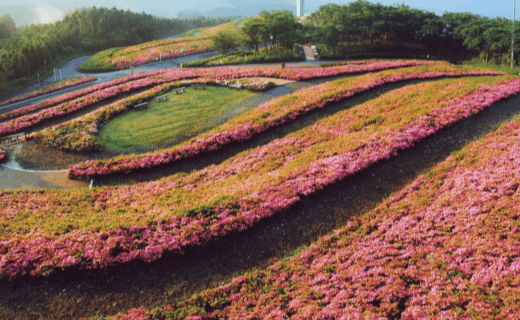 写真：星ヶ丘公園（さつきの郷）