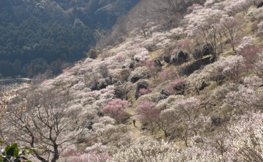 写真：幕山公園 湯河原梅林